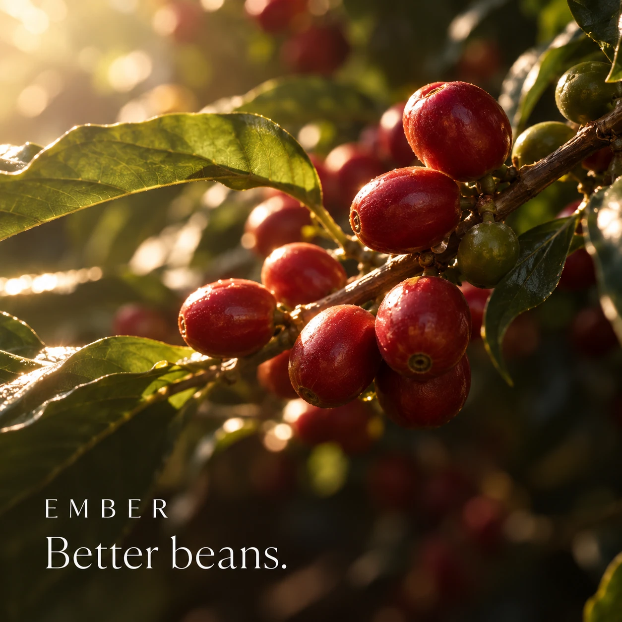 EMBER · Post 2 / 9