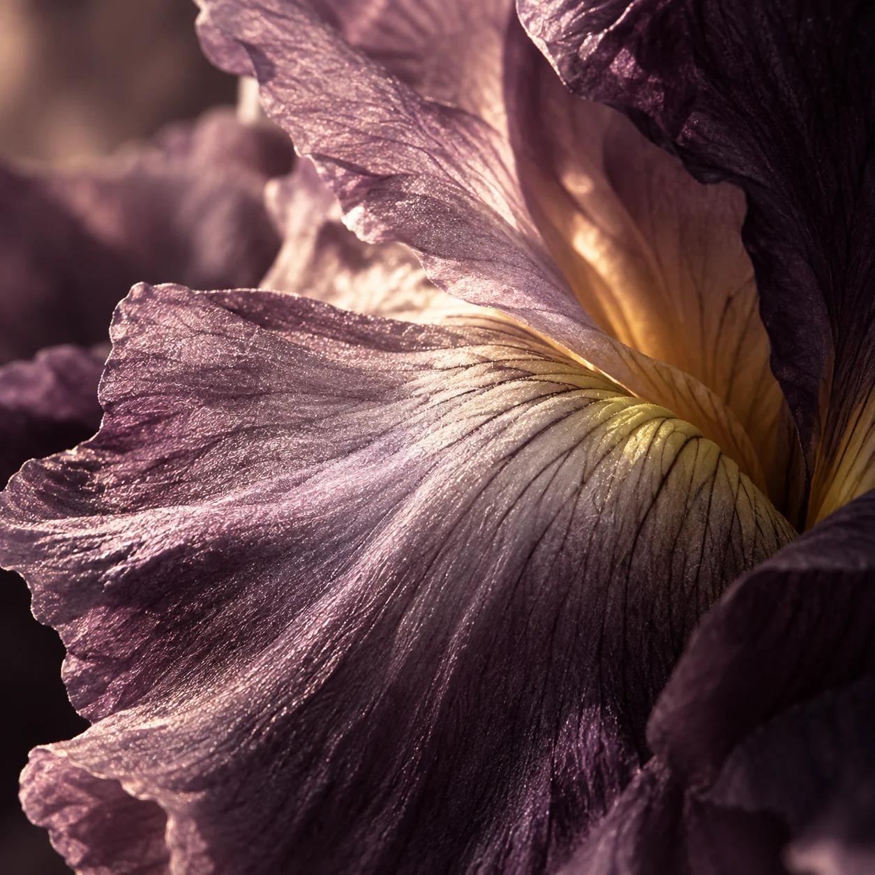 SILLAGE OBSCUR · Post 3 / 9